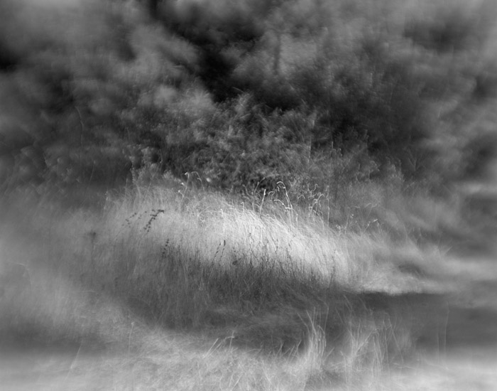 a study in flowers and grasses