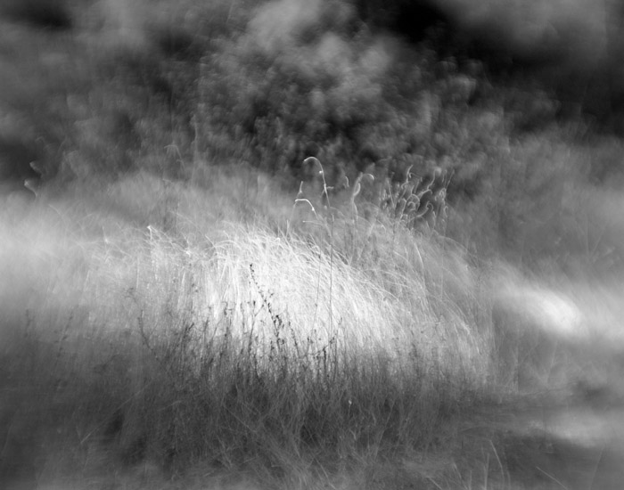 a study in flowers and grasses