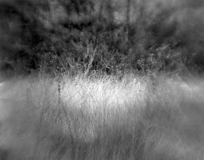 a study in flowers and grasses