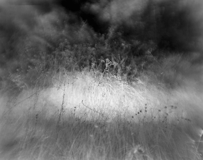 a study in flowers and grasses