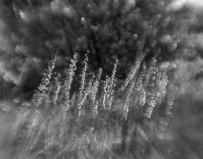 a study in flowers and grasses