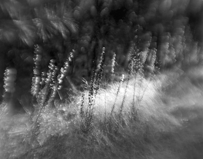 a study in flowers and grasses