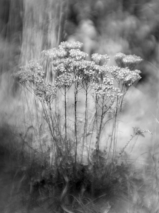 a study in flowers and grasses