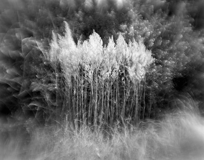 a study in flowers and grasses