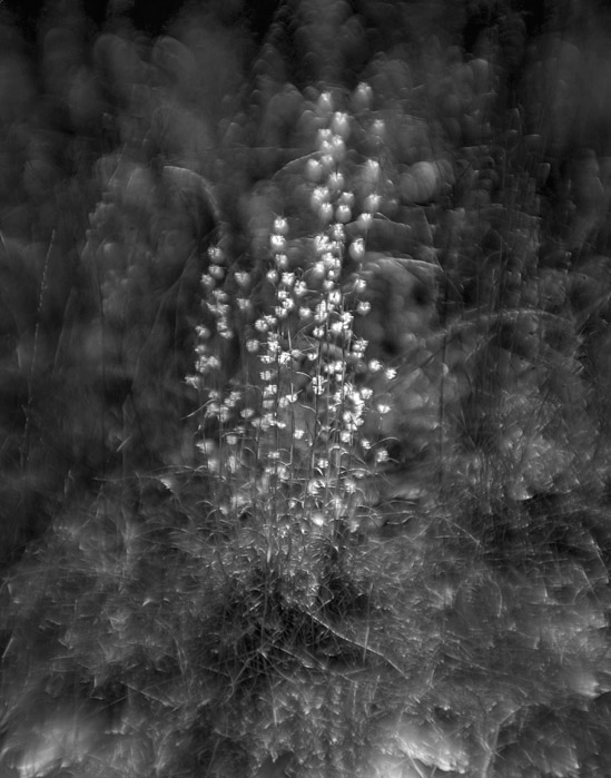 a study in flowers and grasses