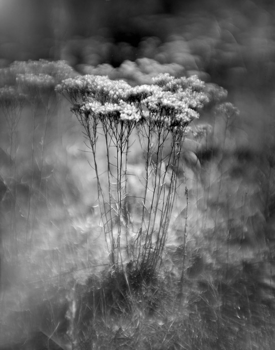 a study in flowers and grasses