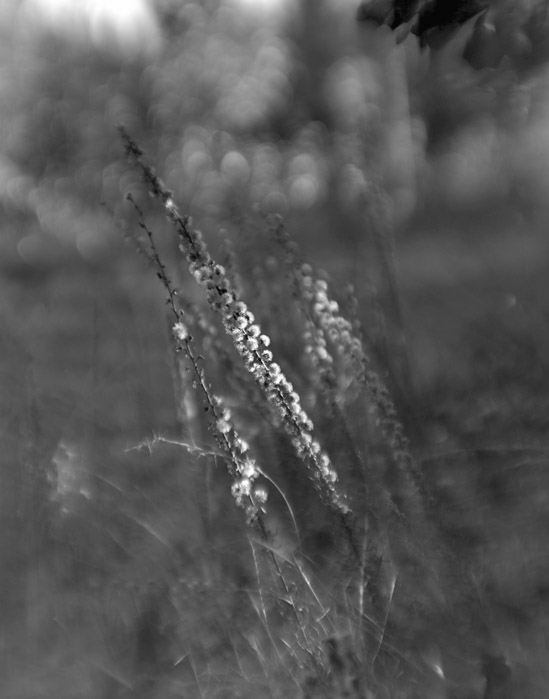 a study in flowers and grasses