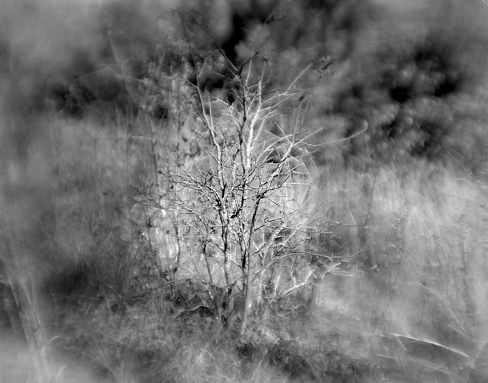 a study in trees and bushes