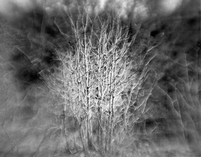 a study in trees and bushes