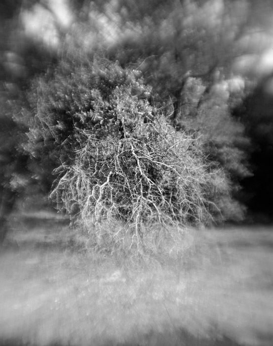 a study in trees and bushes