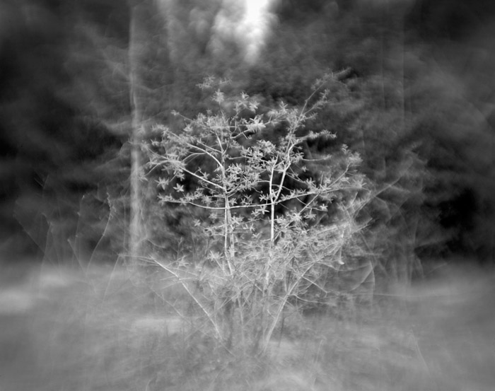 a study in trees and bushes