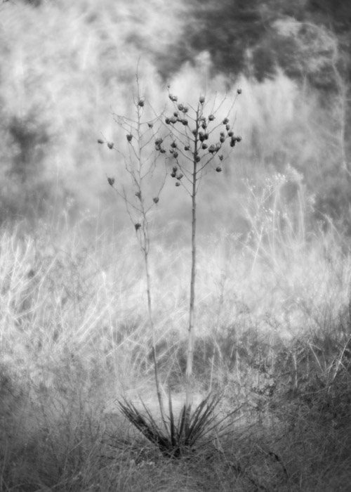 a study in trees and bushes