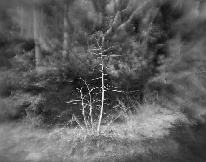 a study in trees and bushes