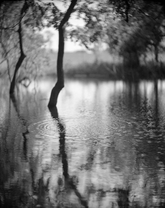 a study in trees and bushes