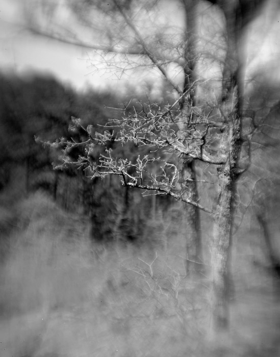 a study in trees and bushes