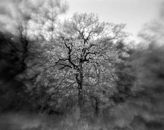 a study in trees and bushes