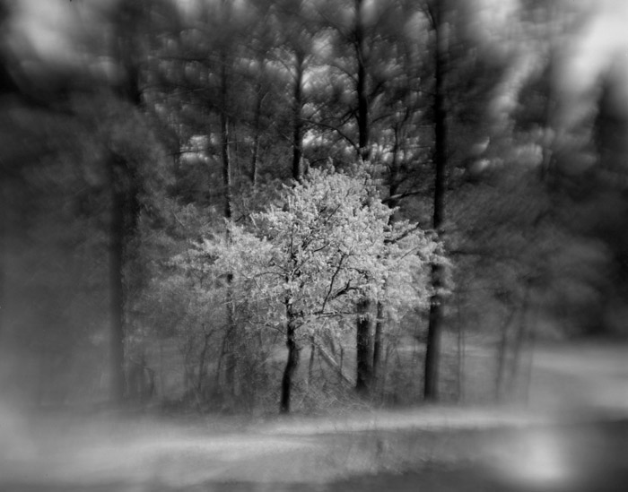 a study in trees and bushes