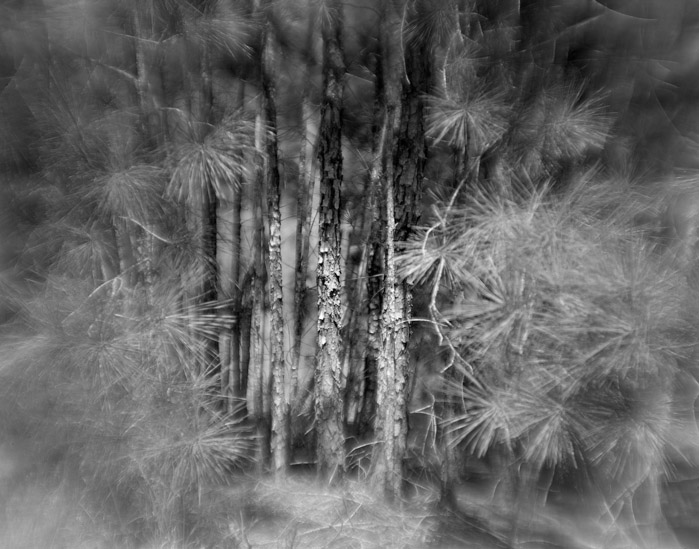 a study in trees and bushes