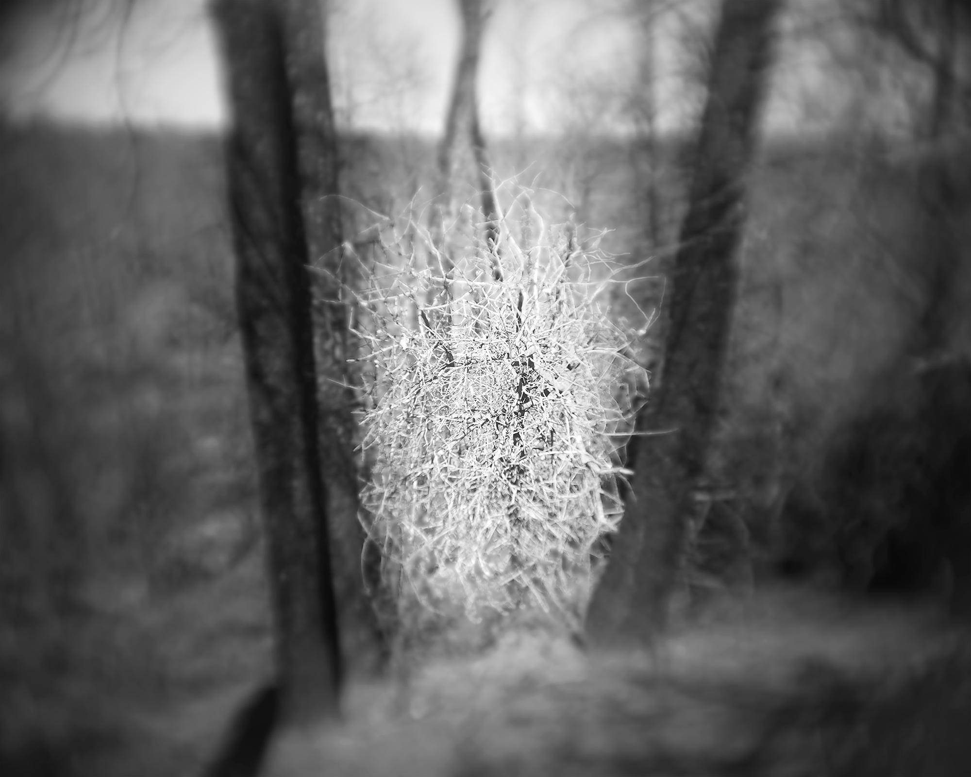 a study in trees and bushes