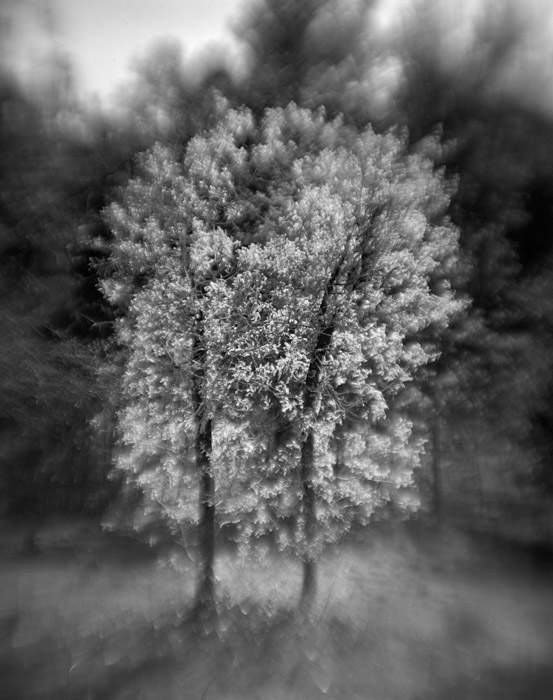 a study in trees and bushes