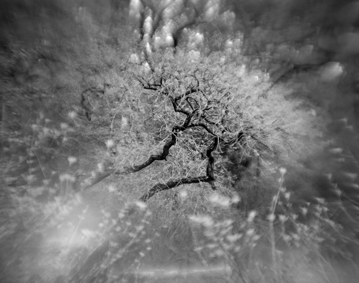 a study in trees and bushes